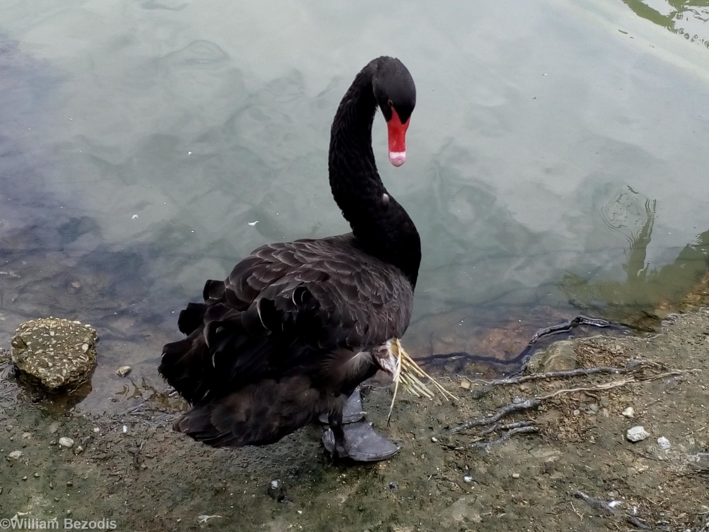 Black Swan with Wing Problem