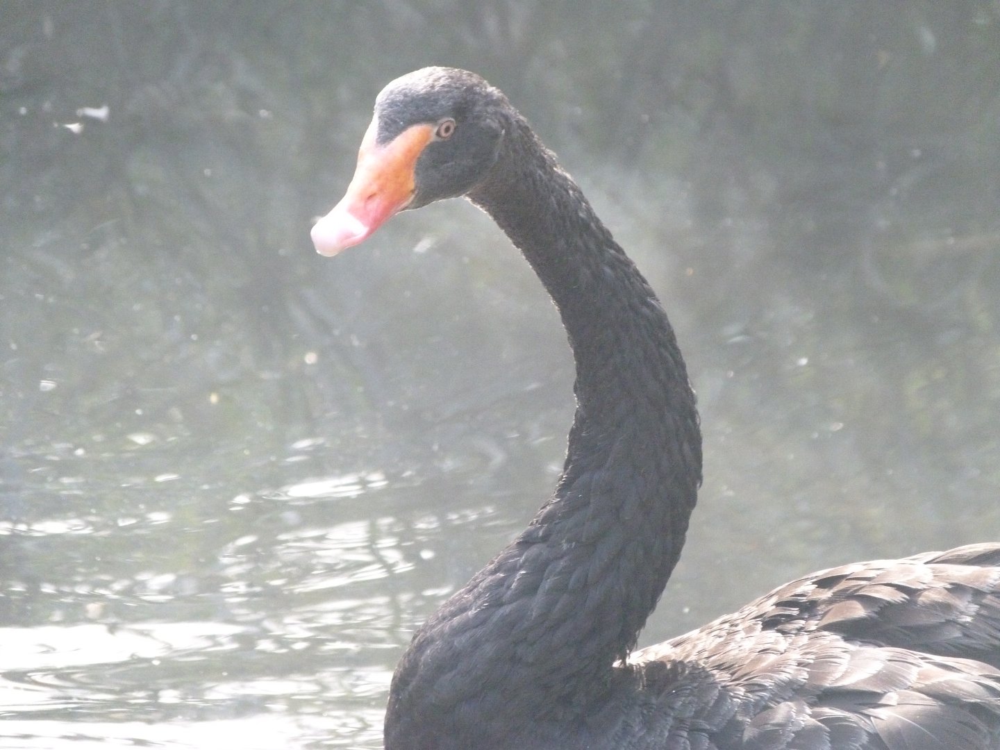 Black swan -Zoo de Santillana del Mar (2024)