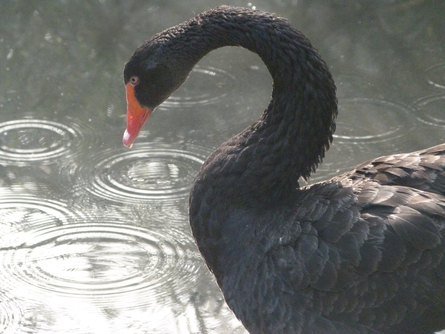 Black swan -Zoo de Santillana del Mar (2024)