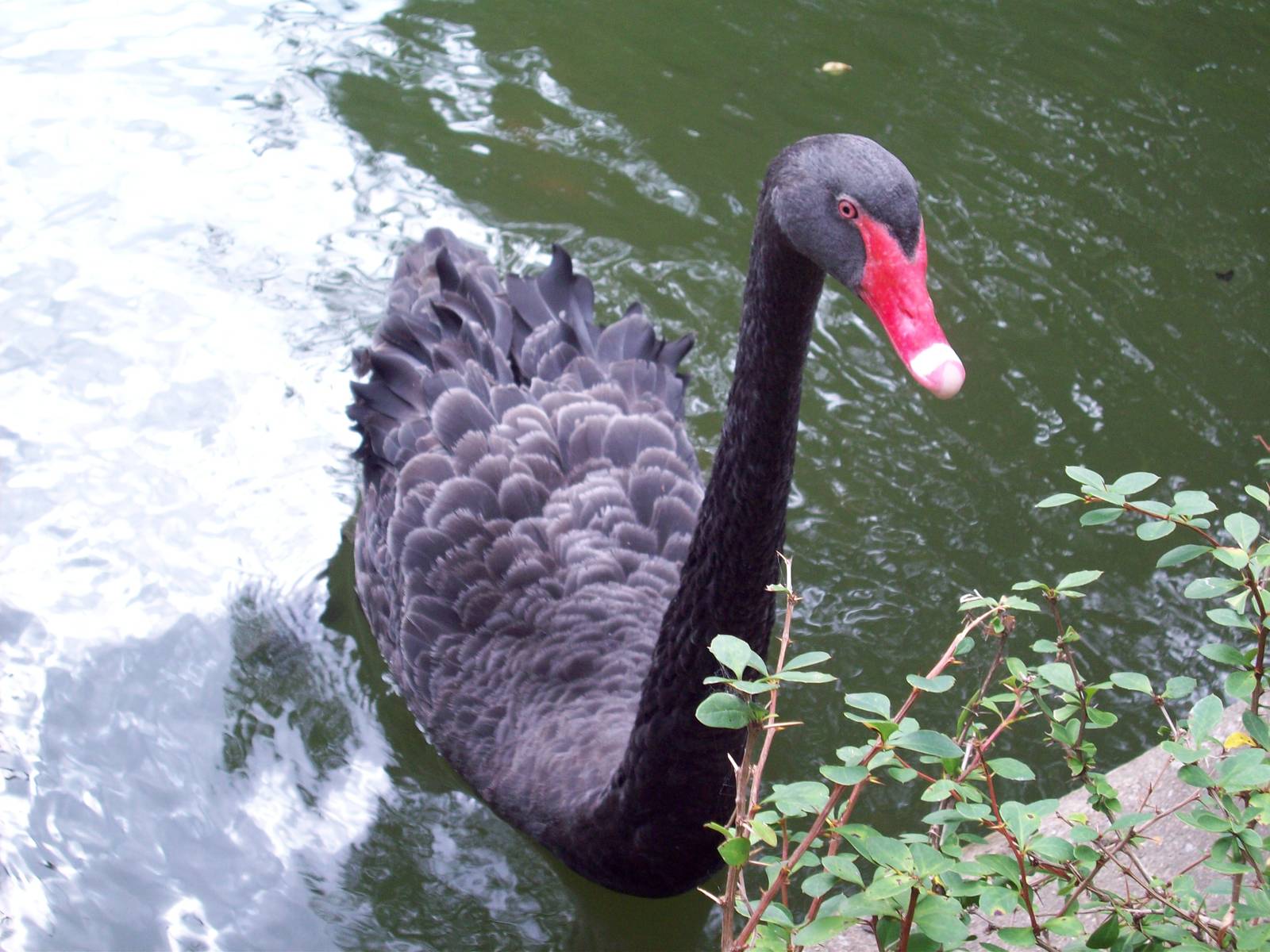 Black Swan