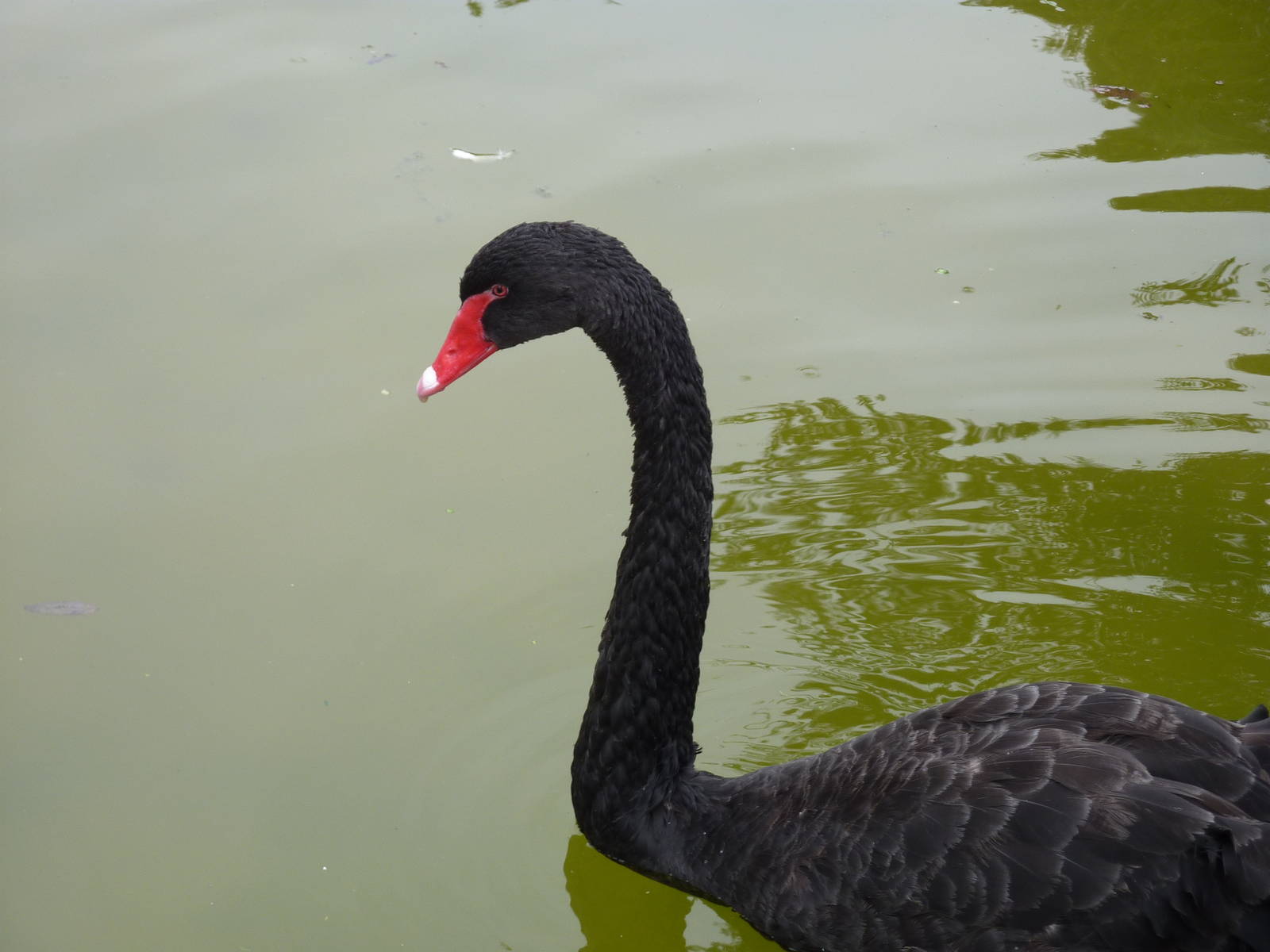 Black Swan