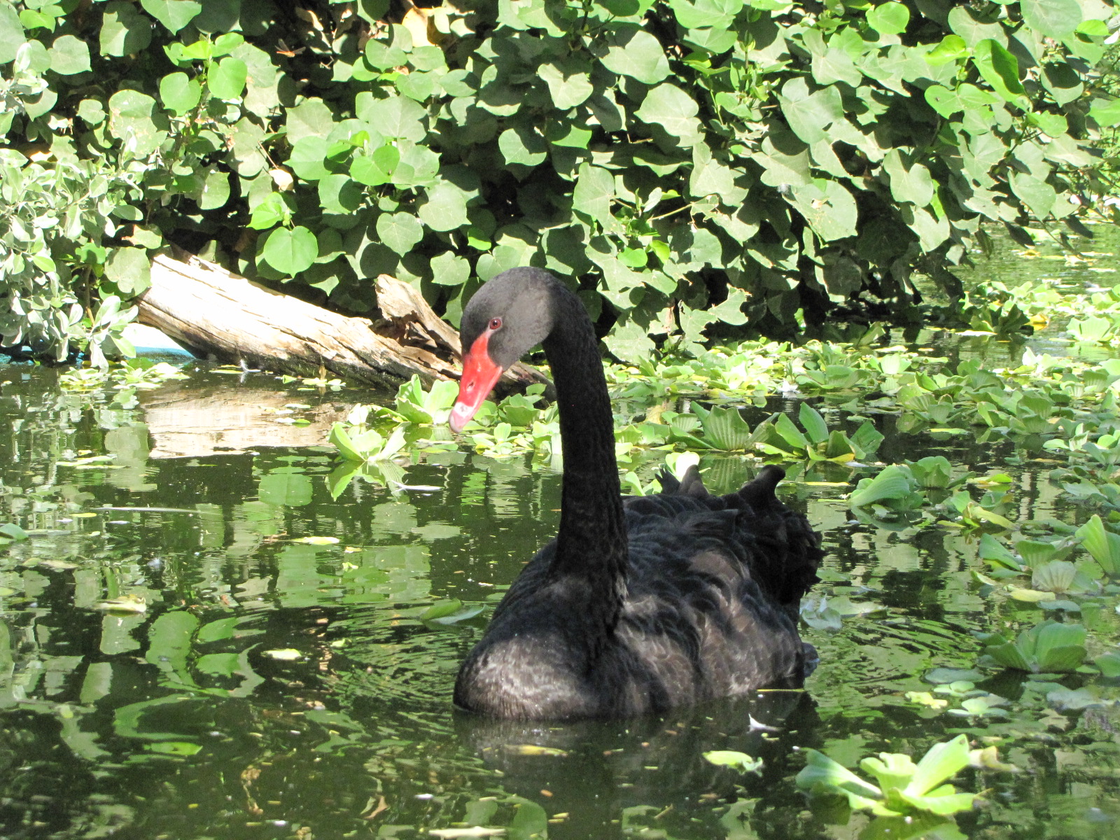 Black swan