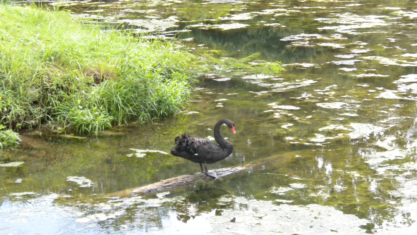 Black Swan