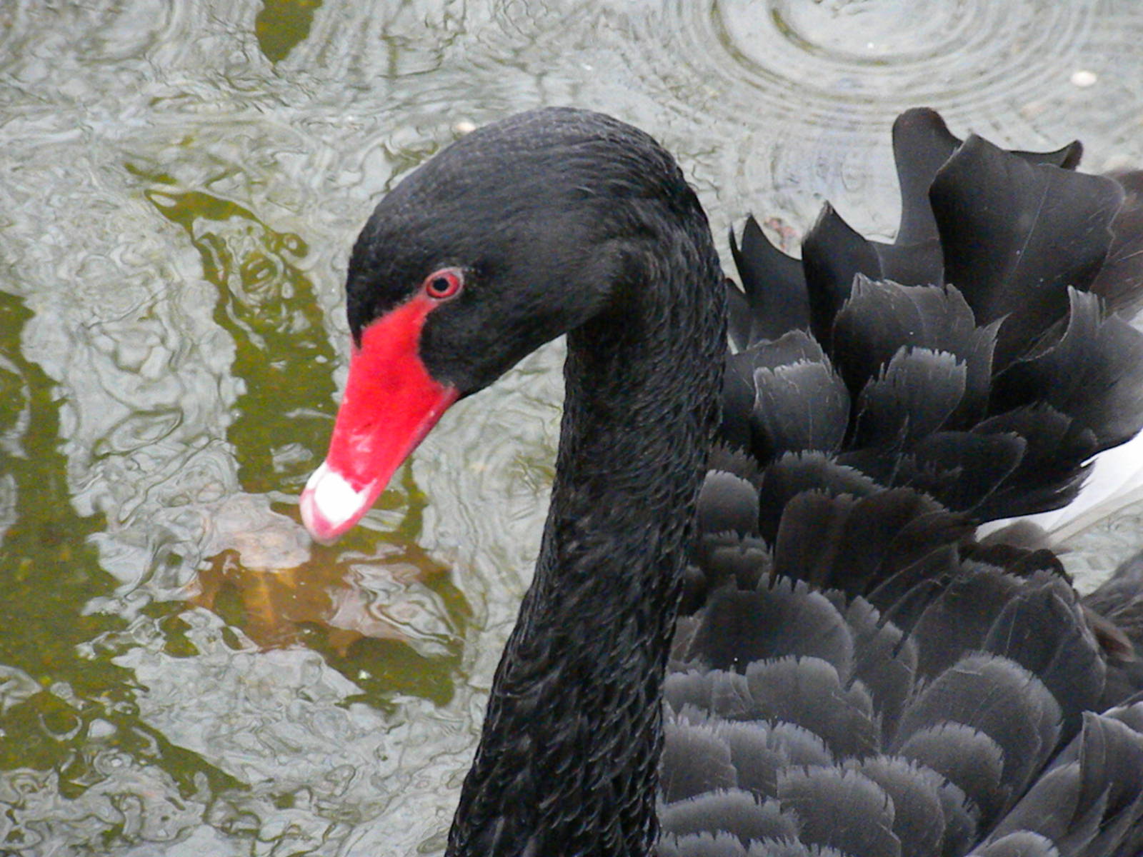 Black Swan
