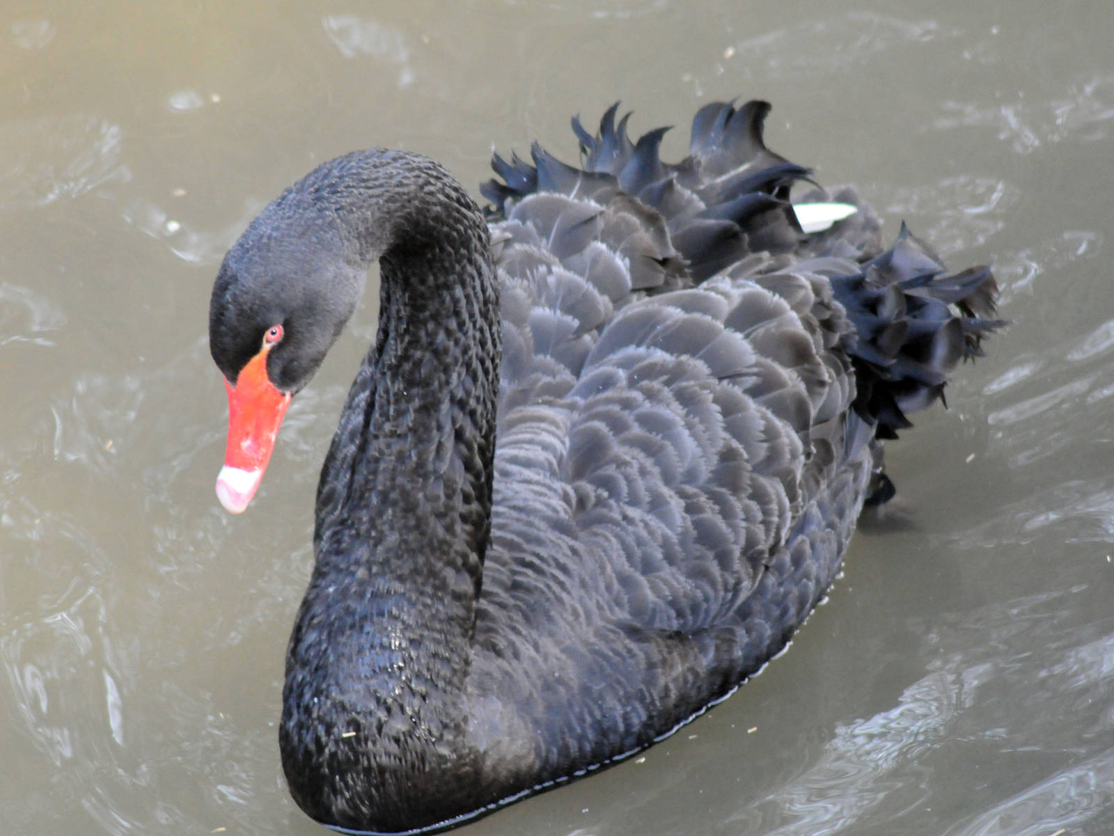 BLACK SWAN