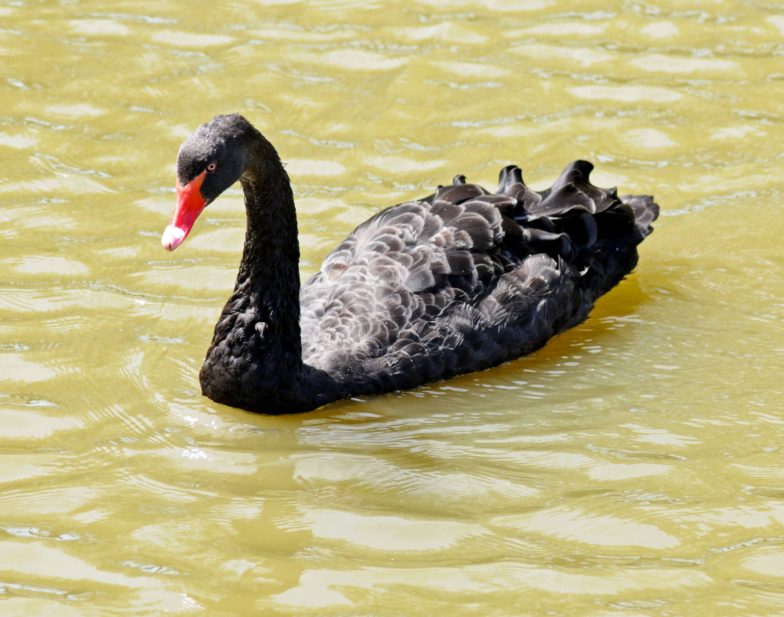 BLACK SWAN