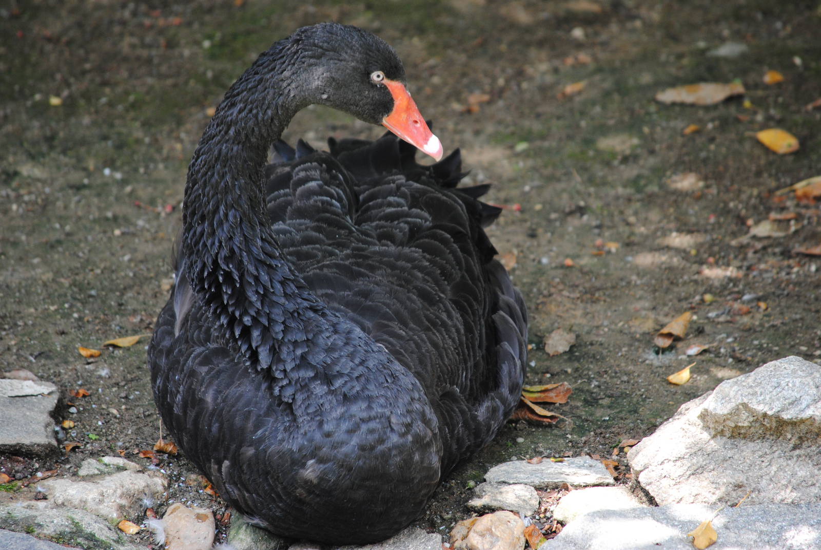 Black Swan