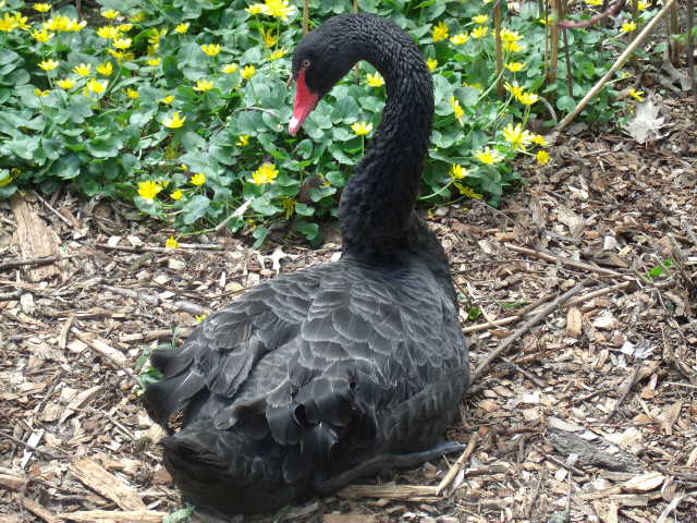 Black Swan