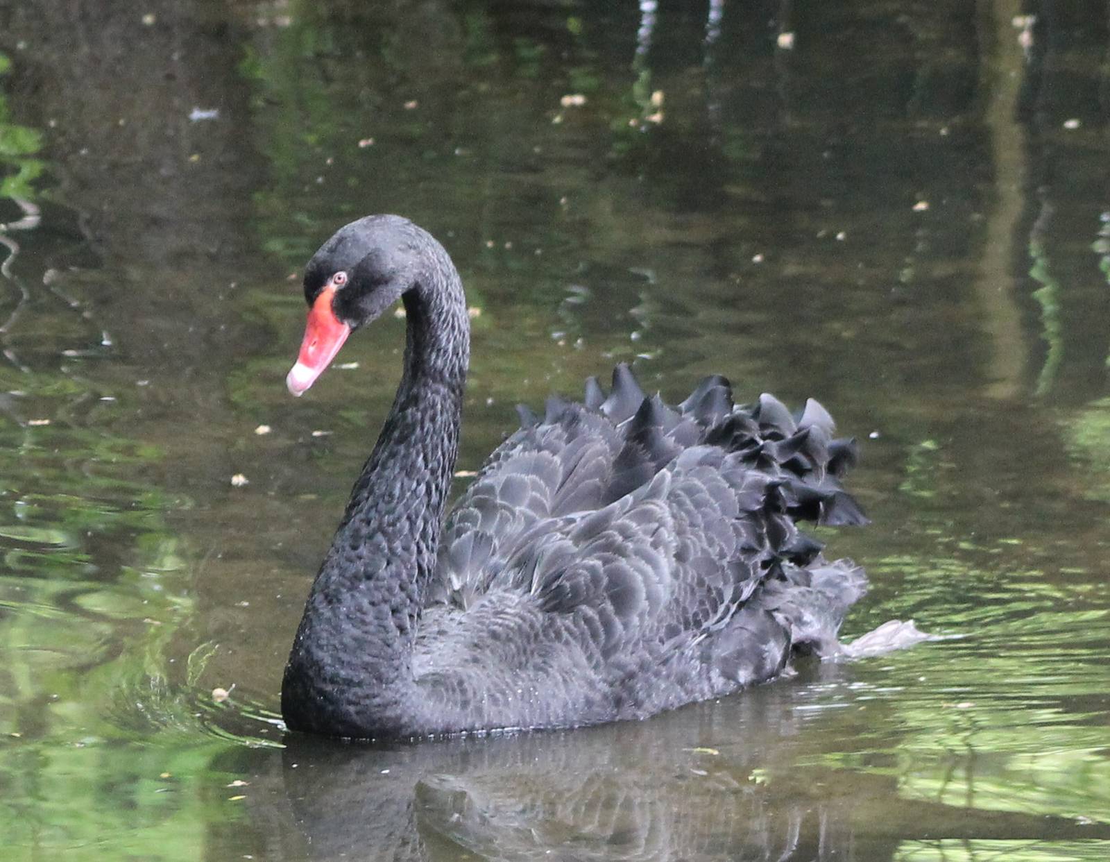 Black swan