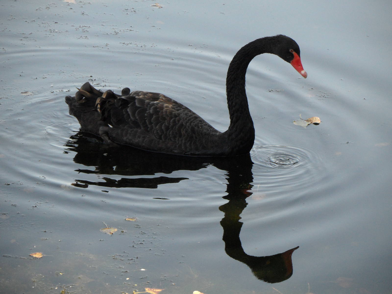 Black swan