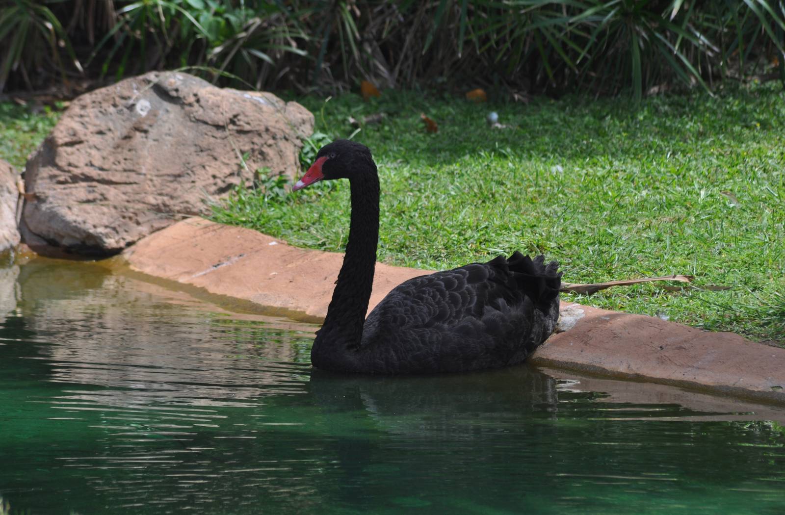 Black Swan