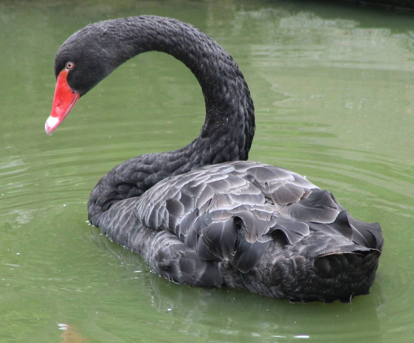 Black swan