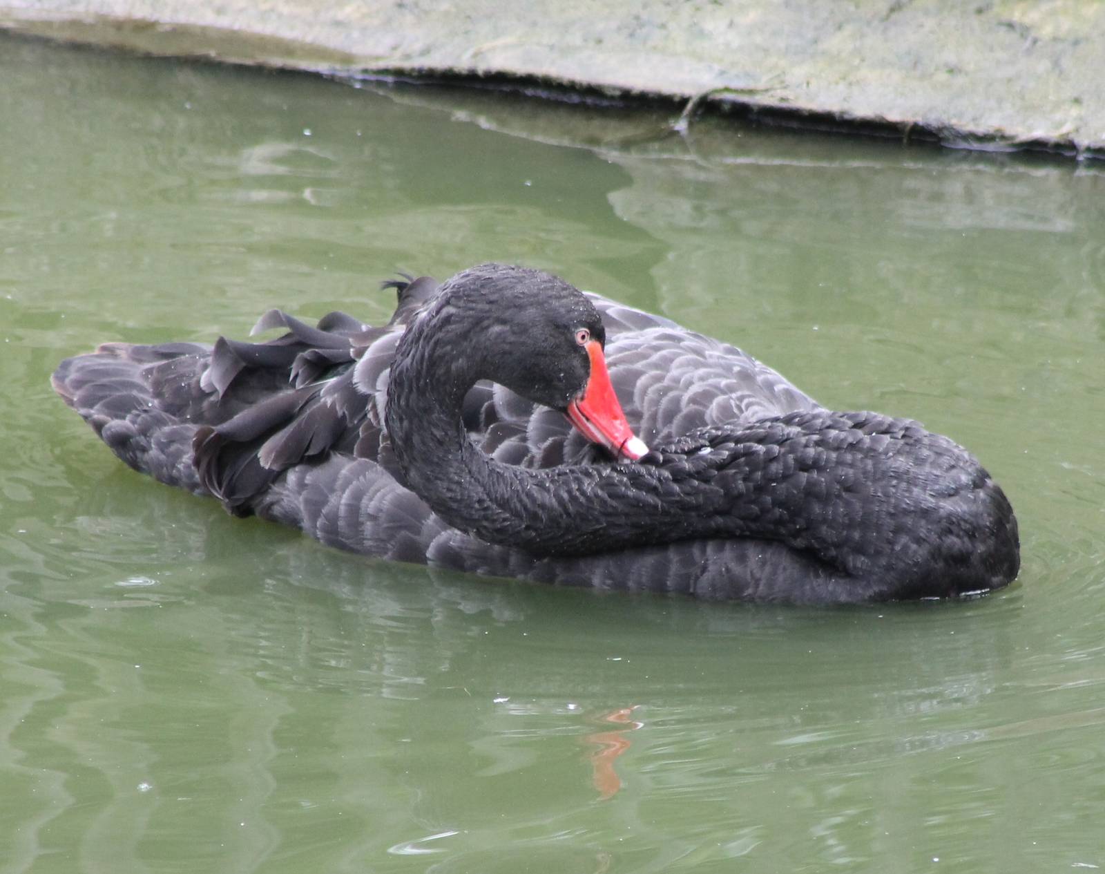 Black swan