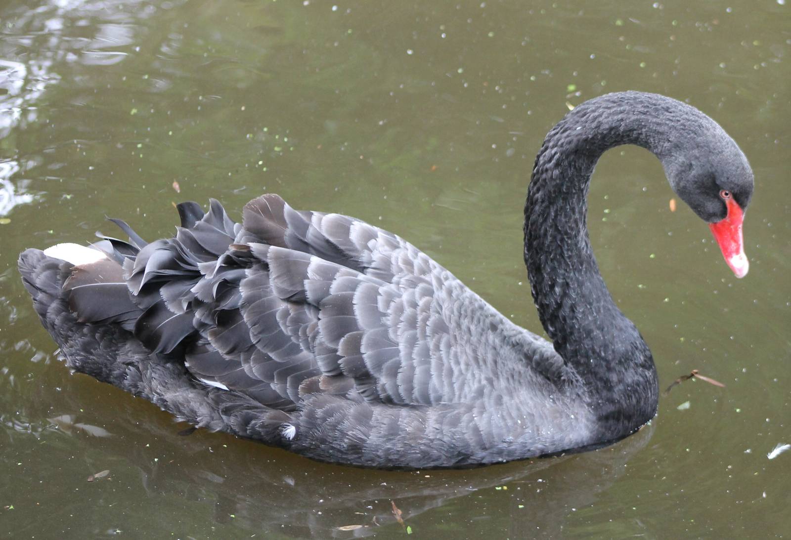 Black swan