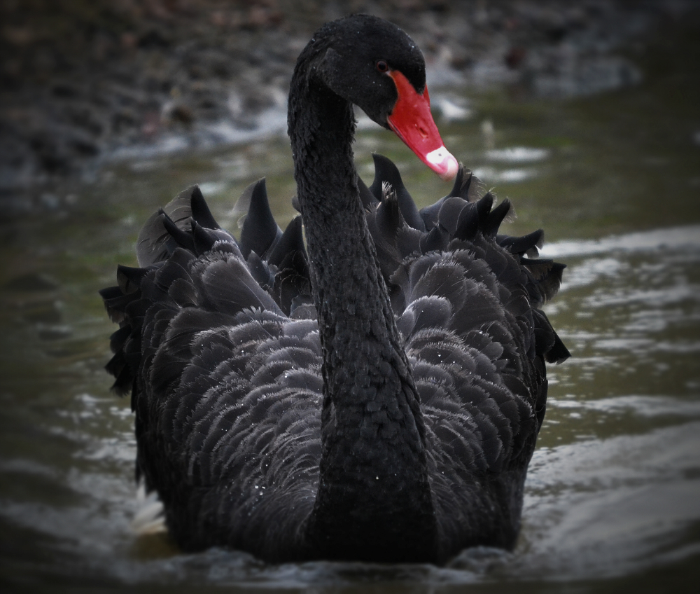 black swan