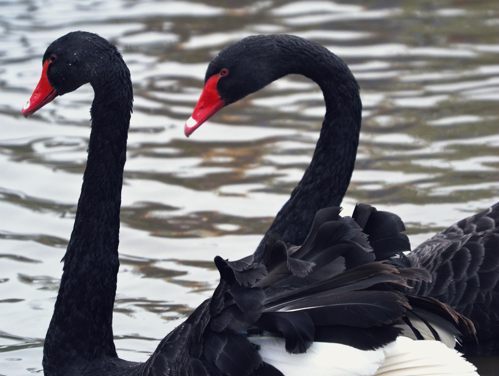 black swan