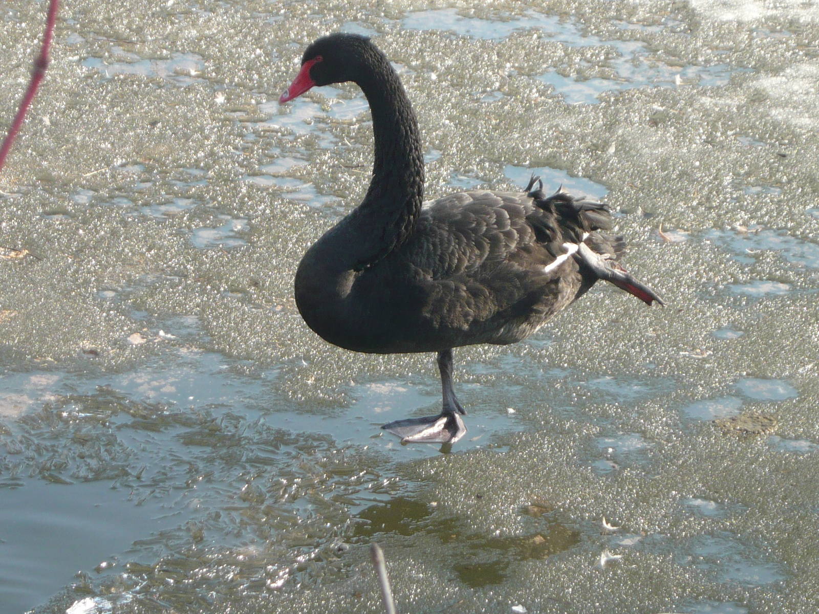 Black swan