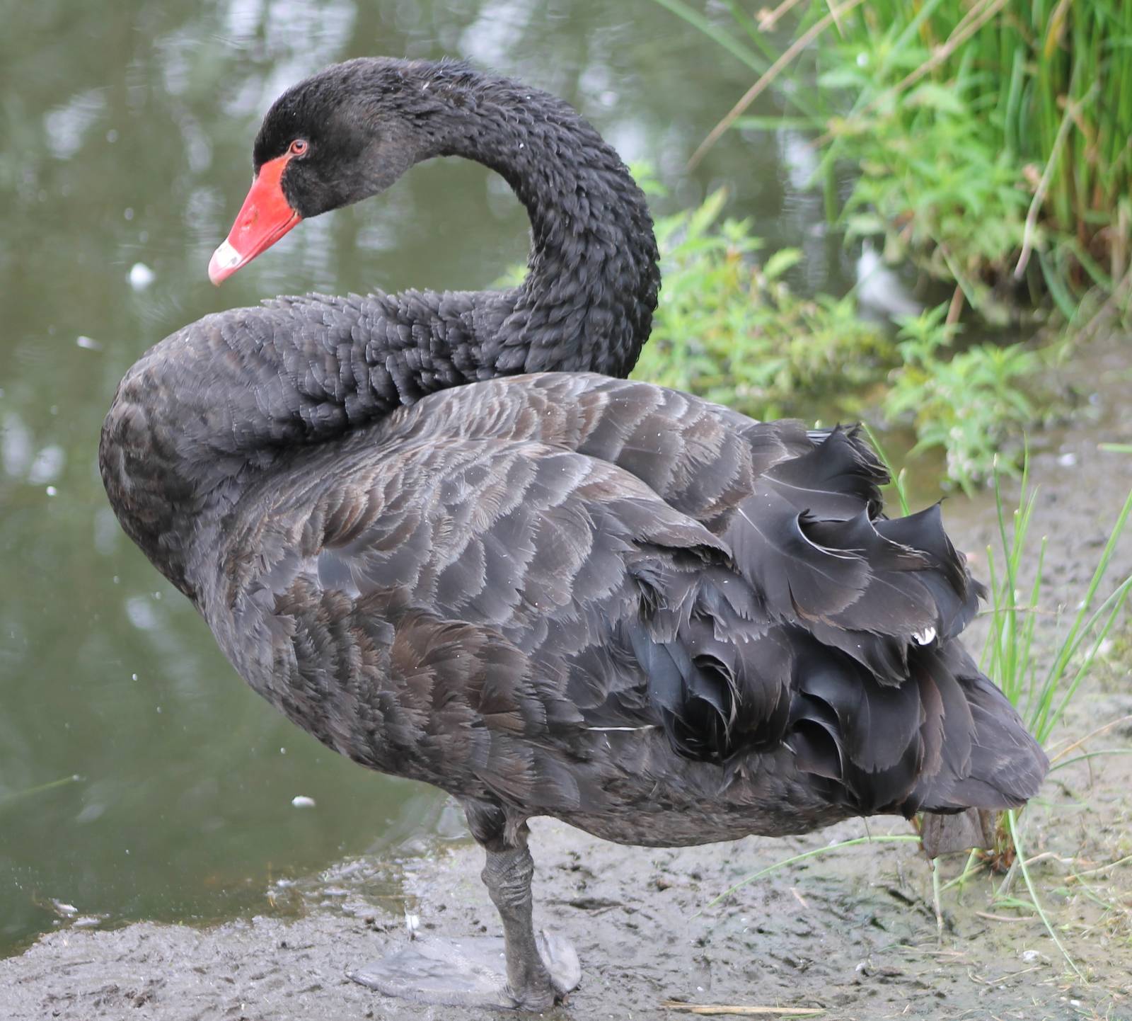 Black swan