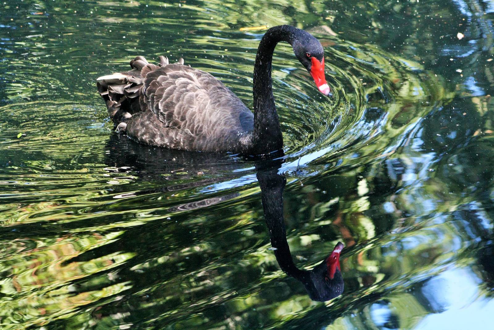 Black Swan
