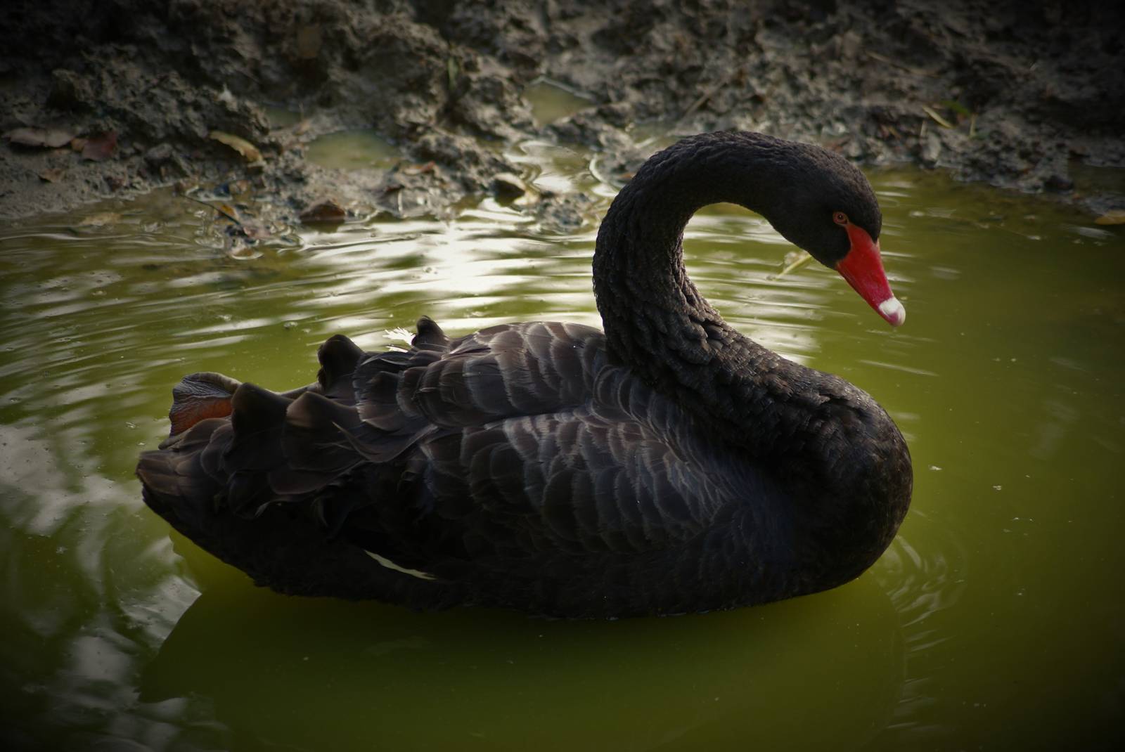 black swan