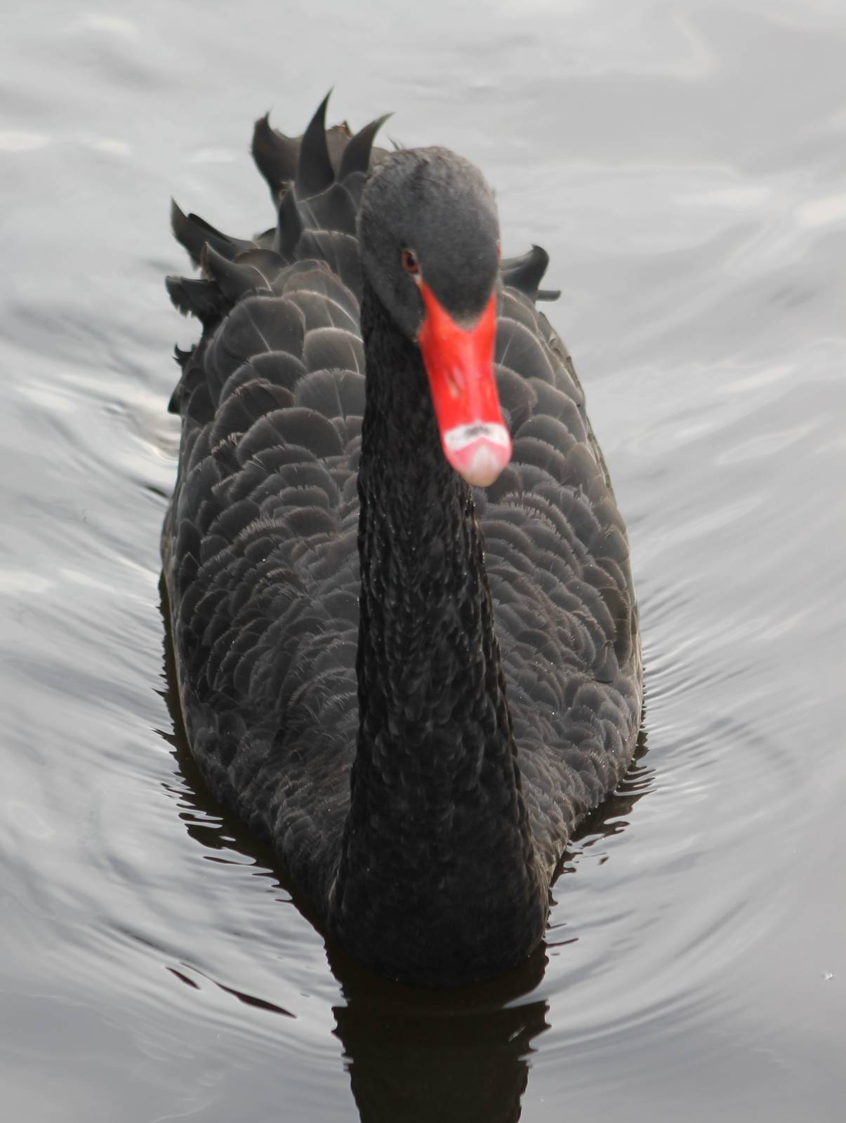 Black swan