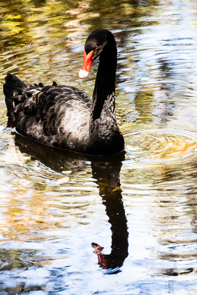 Black Swan