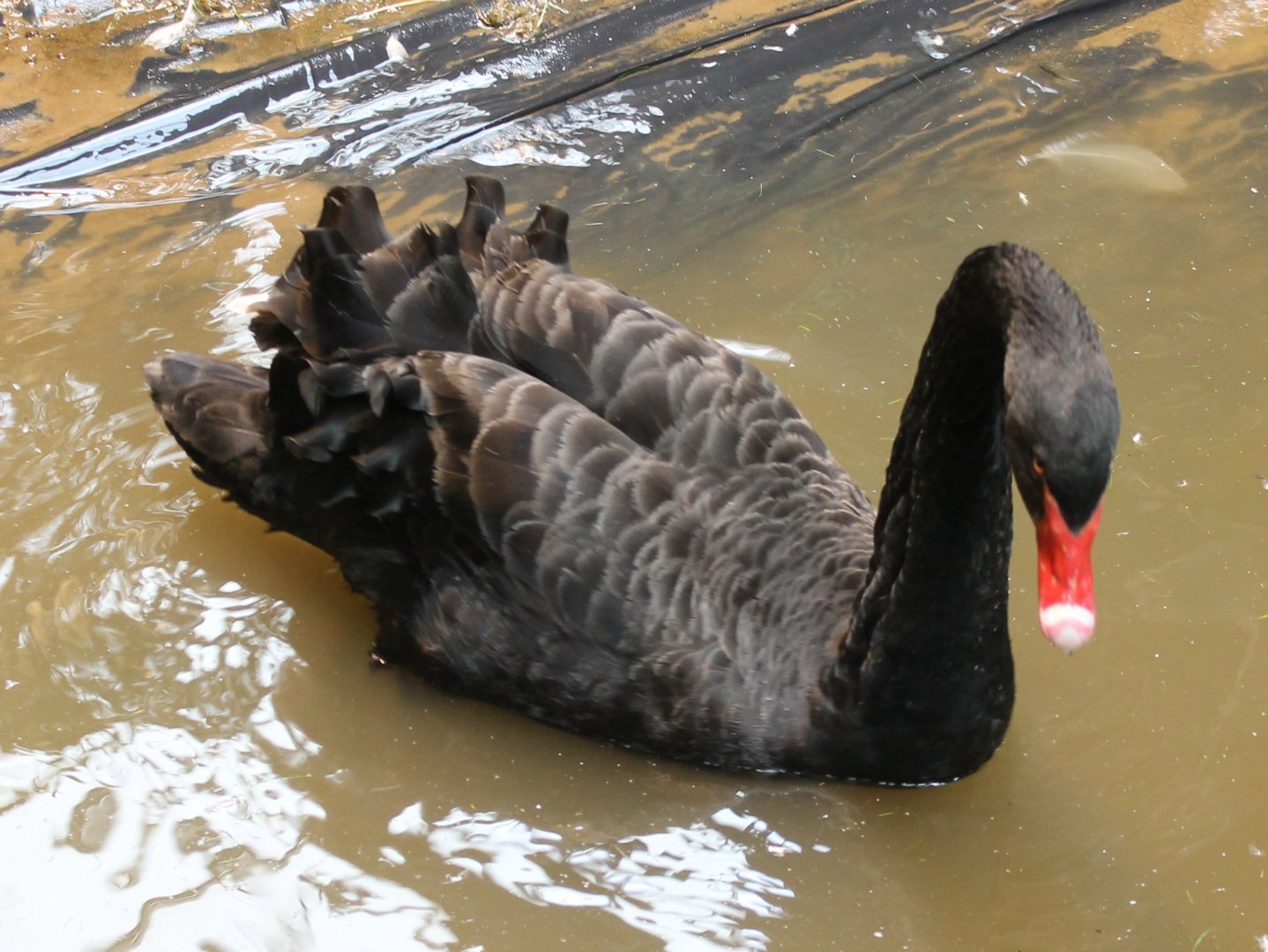 Black swan