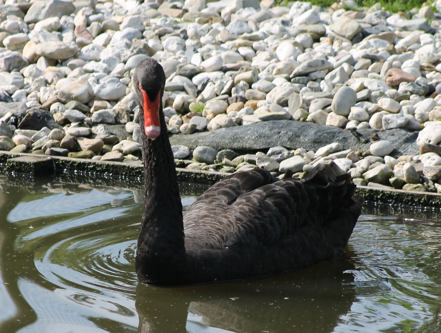 Black swan