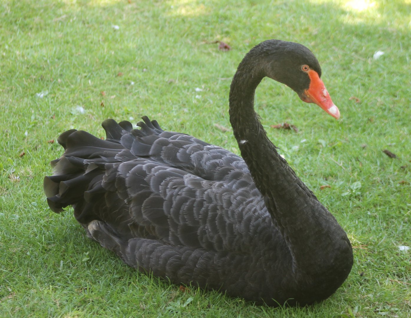 Black swan
