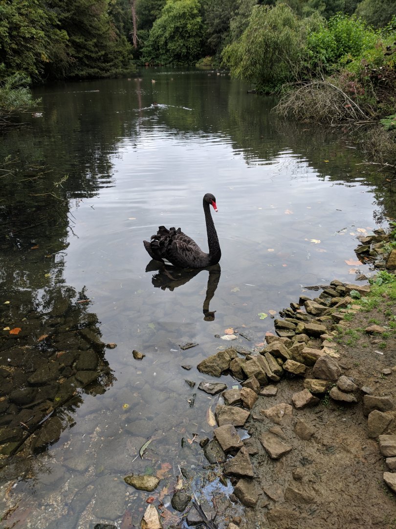Black Swan