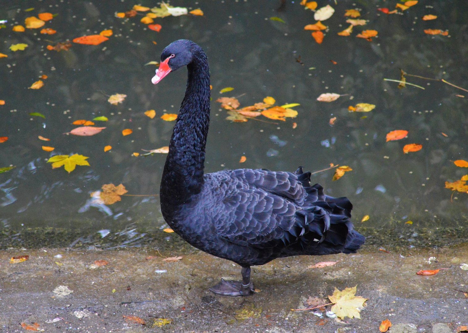 Black swan
