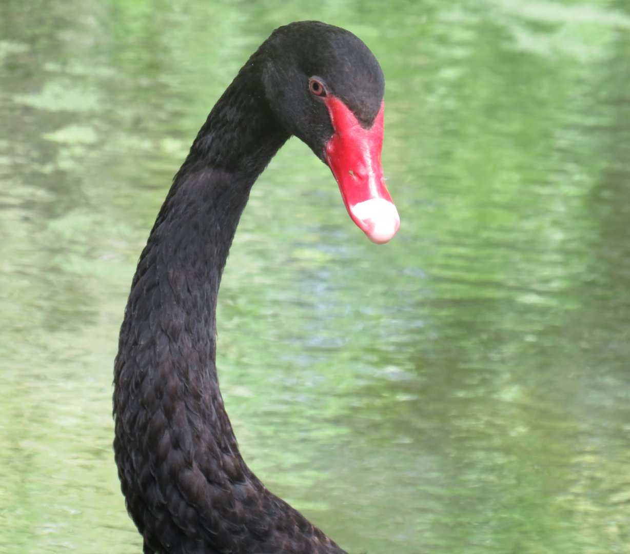 Black swan