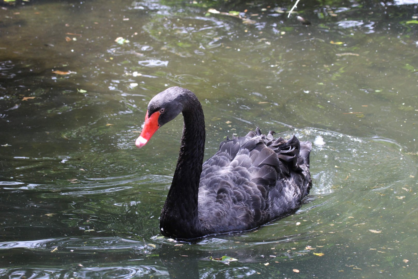 Black Swan