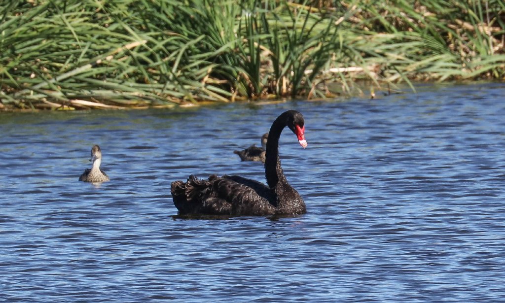 Black Swan