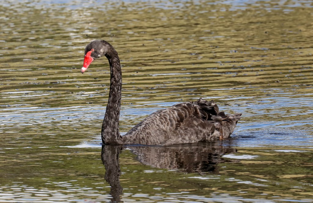 Black Swan