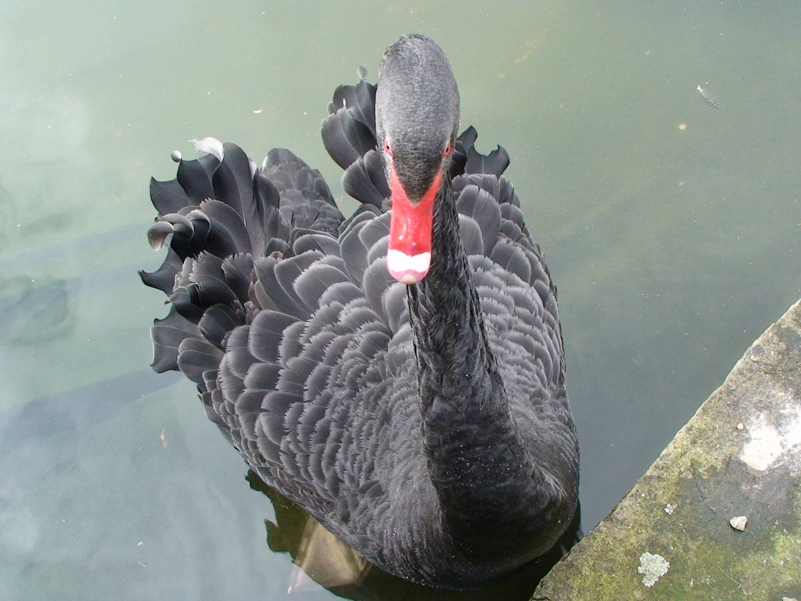 Black Swan
