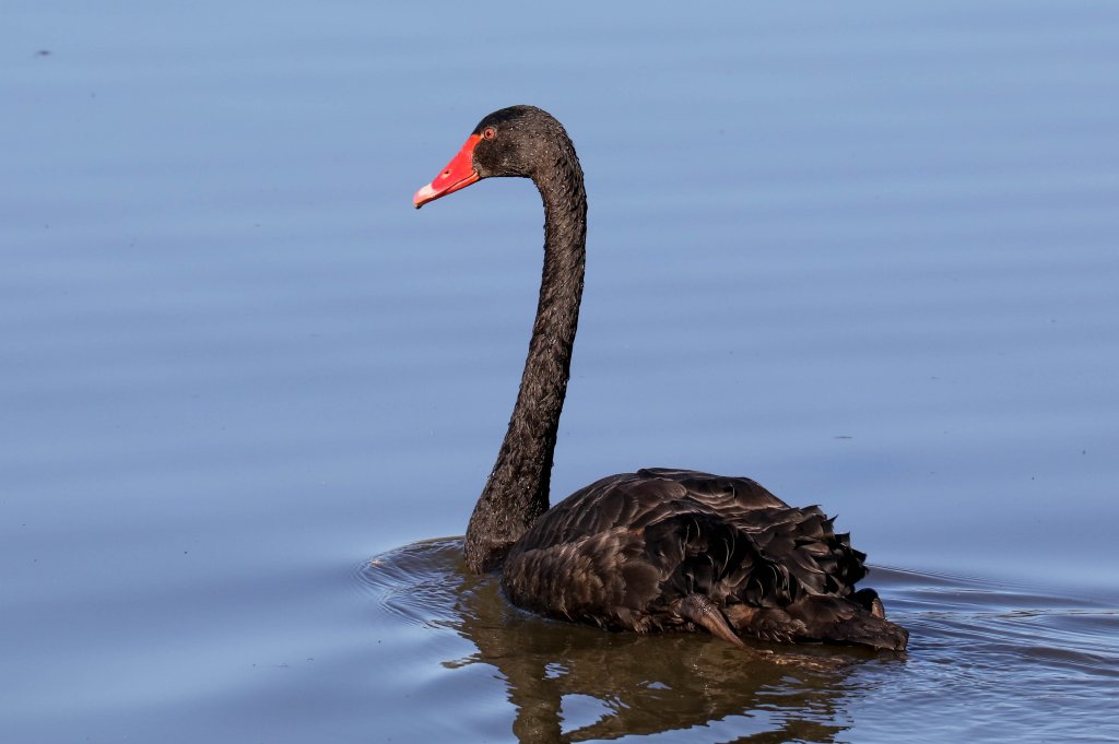 Black Swan