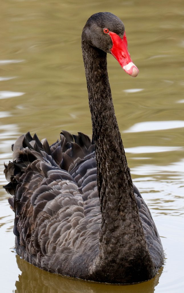 Black Swan