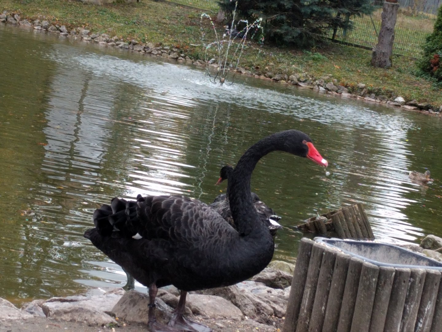 Black Swan
