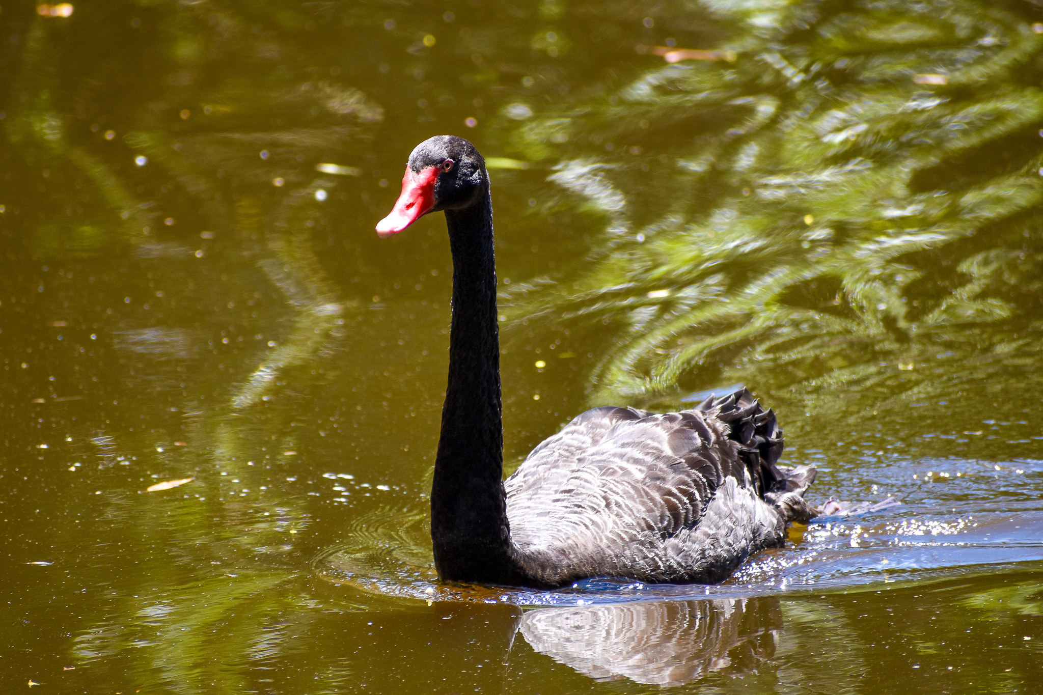 Black Swan