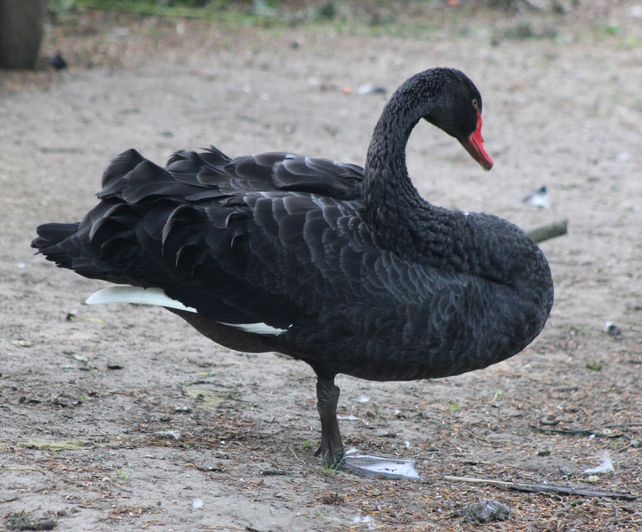 Black swan