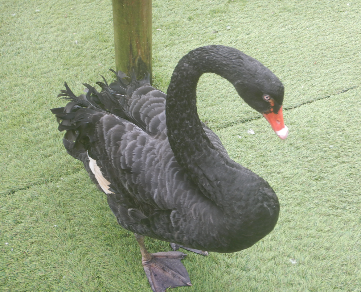 Black Swan