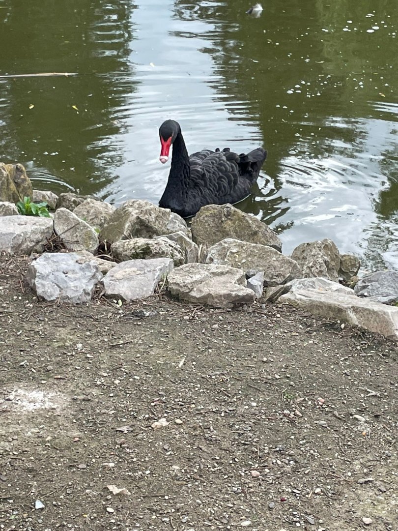 Black Swan