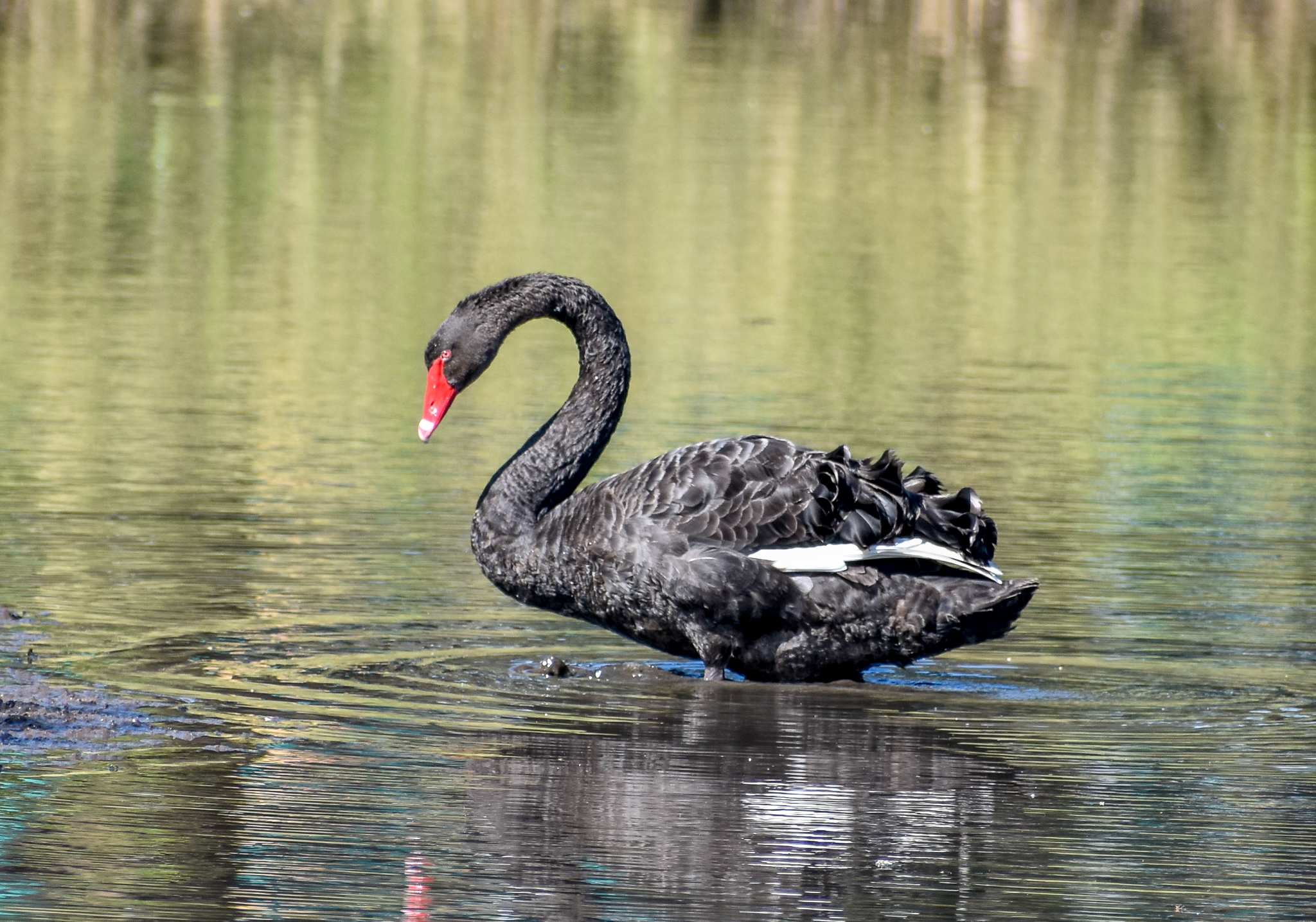 Black Swan