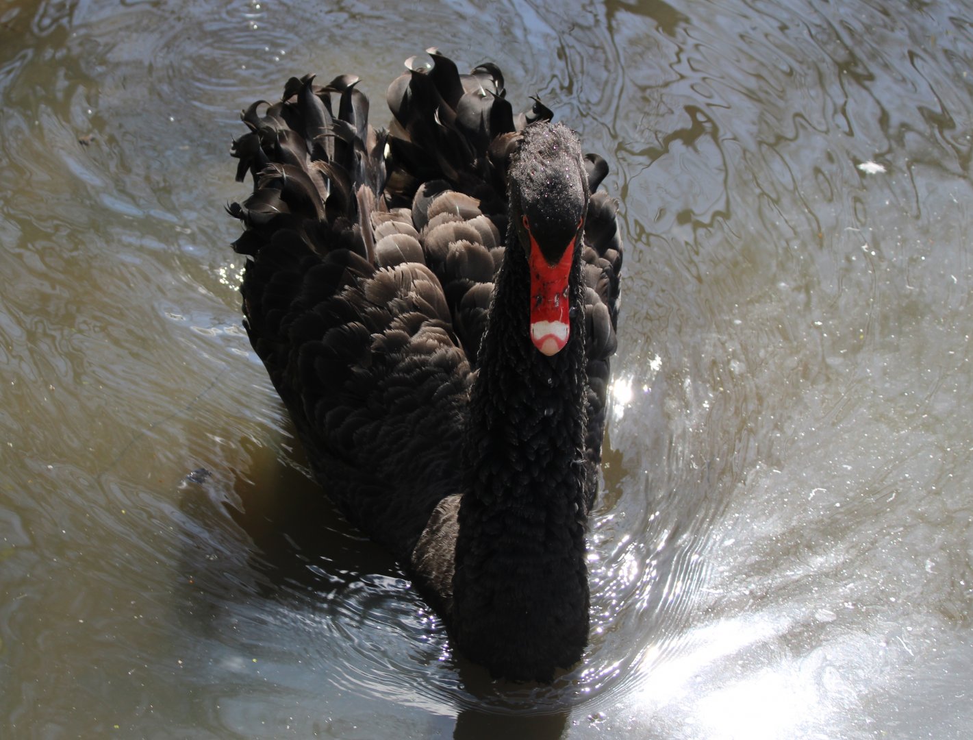 Black swan