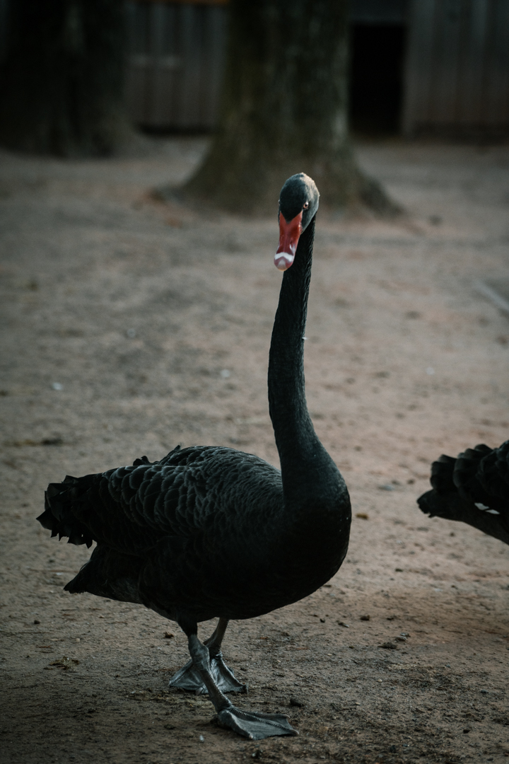 Black Swan