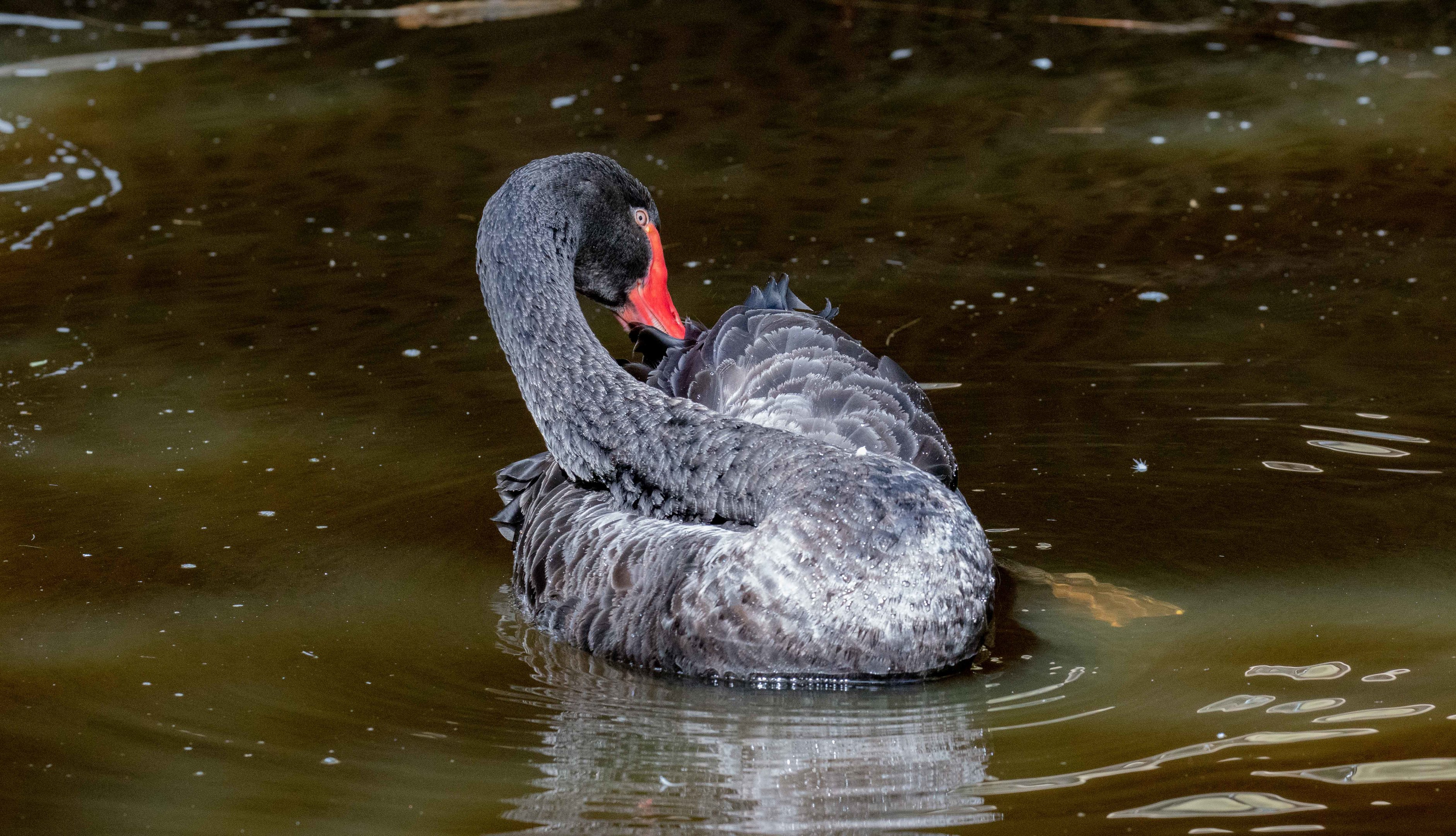 Black Swan