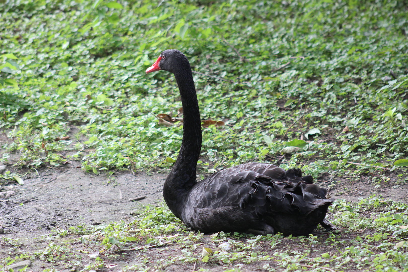 Black Swan