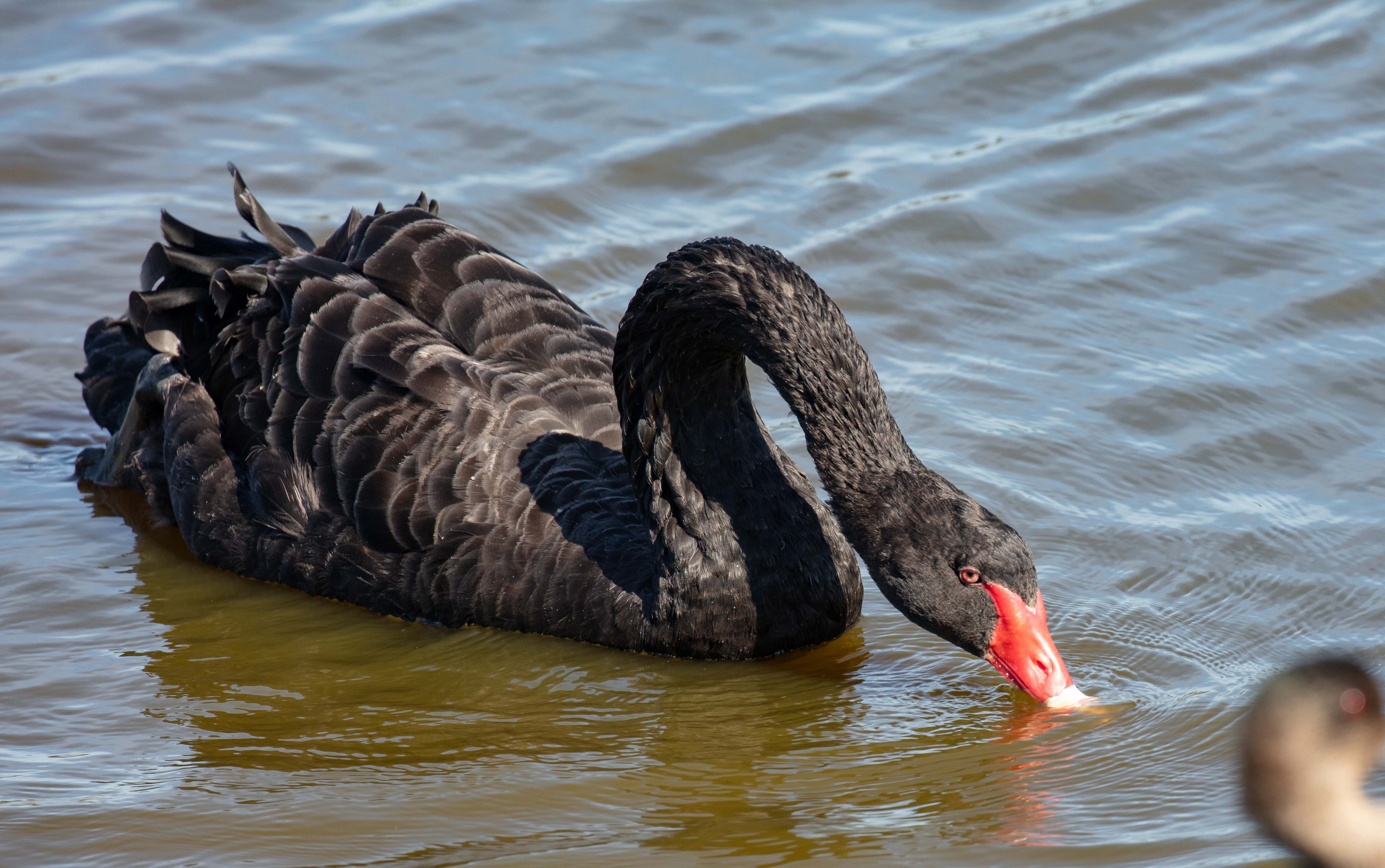 Black Swan