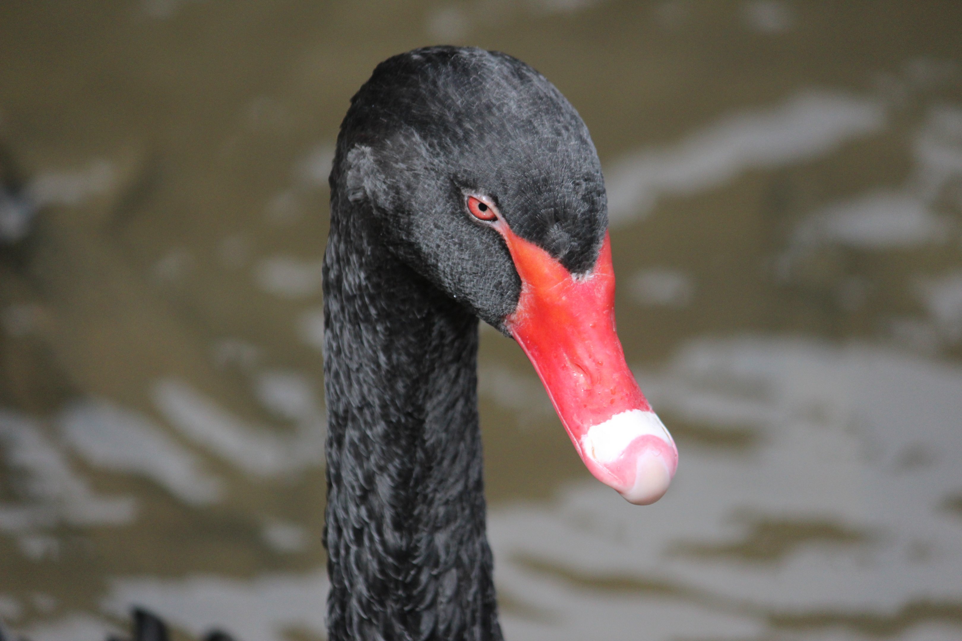 Black Swan